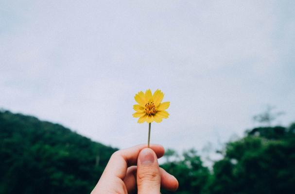 Yellow flower to symbolise joy and happiness