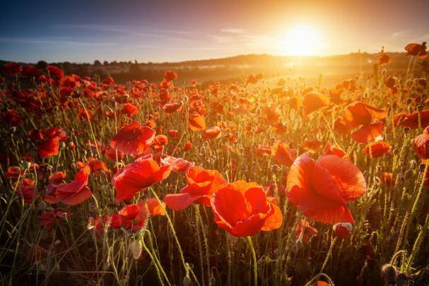 Field of poppies