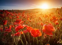 Field of poppies