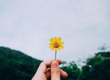 Yellow flower to symbolise joy and happiness